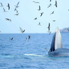 Bình Định: Cá voi lớn xuất hiện, săn mồi ở biển Nhơn Lý